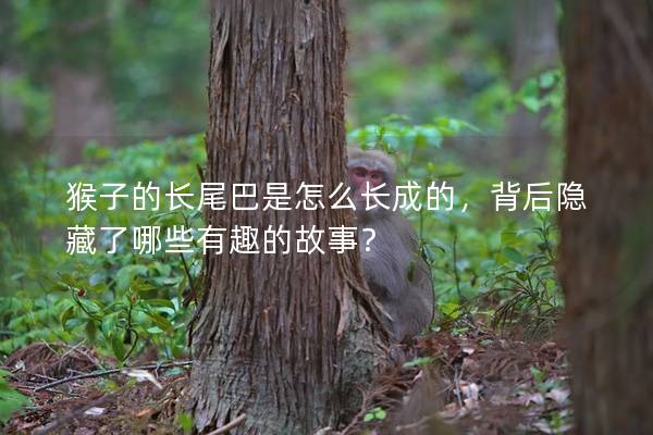 猴子的長尾巴是怎么長成的，背后隱藏了哪些有趣的故事？